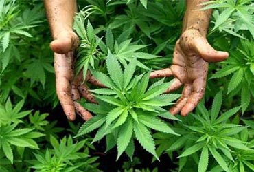 79% de mexicanos se opone a legalizar la marihuana fifu